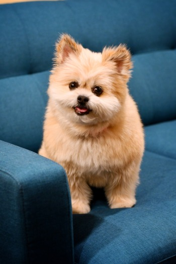 tan pomapoo on a blue couch